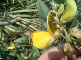 Image result for Vigna luteola