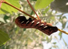 Black And Red Caterpillar Identification Pin On Bugs And Insects