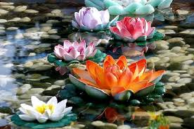 We did not find results for: Lotus Flower History Significance Growing Tips