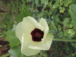 Image result for Hibiscus panduriformis