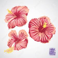 Check spelling or type a new query. Hibiscus Flower In Pink Red And Yellow Color Vector Silhouette Royalty Free Cliparts Vectors And Stock Illustration Image 92648337