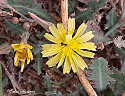 Image result for Launaea