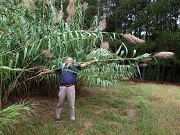 Image result for Arundo