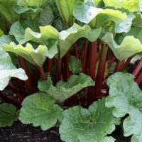 Growing rhubarb in growing zones 9 and higher is futile, as this plant needs to experience cold to begin growing rhubarb, purchase healthy plants from a nursery or acquire a divided plant from a. Choosing A Location For Rhubarb Plants Stark Bro S