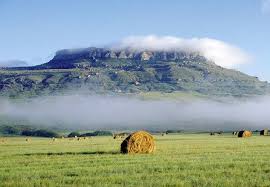 Image result for Diheteropogon filifolius