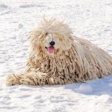 Image result for Komondor