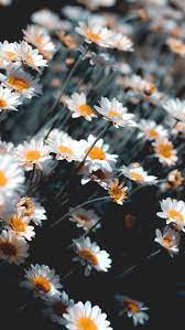 Download Iphone Xs Iphone Xs Max Iphone Xr Hd Backgrounds Chamomile Flowers White Blo Flower Iphone Wallpaper Sunflower Iphone Wallpaper Scenery Wallpaper
