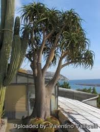 Image result for Aloe barendii