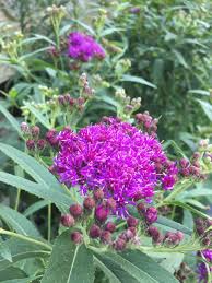 Image result for Vernonia undulata