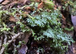 Image result for Hymenophyllum tunbridgense