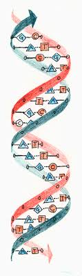 Paternity testing and other similar dna tests are the gold standard for identifying biological. How To Precisely Edit Mitochondrial Dna Hhmi Org