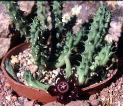 Image result for Duvalia polita