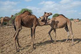 But first we need some information about the person. Where Camels Take To The Sea Hakai Magazine
