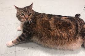 Lasagna The 29 Pound Cat Finds New Home People Com