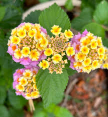Image result for Lantana camara