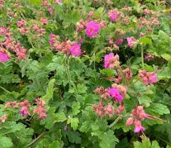 Image result for Geranium vagans