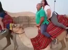 Tabs articles forums wiki + publish tab pro. This Video Of A Camel Trying To Stand Up With Two Fatties Riding Him Is Absolutely Horrendous Sick Chirpse