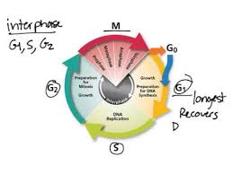 Bioflix Activity Mitosis The Cell Cycle Cell Cycle Youtube