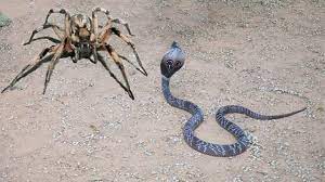 Of course large spiders and venomous spiders might also eat small. Giant Spiders Kill Death And Eat Snake Cobra Hunting Fail King Cobra Big Battle In The Desert Youtube