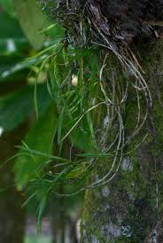 Image result for Tridactyle scottellii