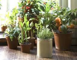 Type of soil a cactus needs. Plant Fertilizer Food Canadian Tire