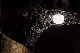 Also, you can use it in other places in your home. How To Keep Spiders Out Of Your Basement What You Need To Know