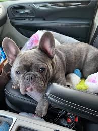 They also help place older frenchies and mixes into forever retirement homes, and help fund the efforts of other french bulldog rescue groups. Bullies 2 The Rescue On Twitter Please Welcome Beau To B2tr Bullies2therescue Welcome Adoptdontshop Applytoadopt Rescue Charlottenc Bullienation Bulldogrescue B2tr Https T Co Zawspyib33