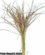 Image result for Digitaria ternata