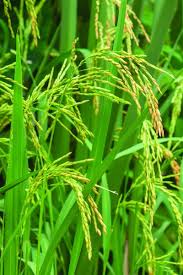 Image result for Oryza