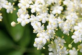 We did not find results for: Elder Flower Extract Anti Inflammatory Circulation Promoting Agent For High Quality Cosmetics Gfn Selco