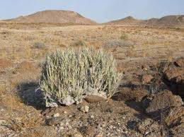 Image result for Corbichonia rubriviolacea