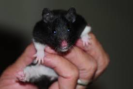 Black And White Syrian Hamster One Of Our Black And White Panda Hamsters Hamster Animals Hamster Treats