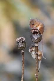 Woodland Creatures Cute Animals Animals Wild Animals