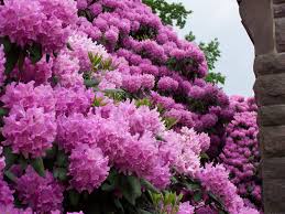 The native flowering crabapple is a thorny deciduous tree, capable of reaching heights of 35′ with a slightly smaller spread. Pin By Nikki Meffley On Gardening Floral And Earthly Beauty Flowering Trees Growing Gardens Amazing Gardens
