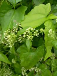 Image result for Aidia micrantha