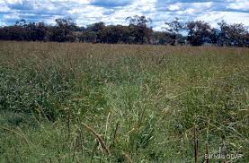 Image result for Setaria incrassata