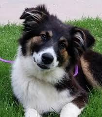 When you adopt a pet, so many things change for the better—for everyone. Pets For Adoption At Second Chance Animal Rescue Foundation In Colorado Springs Co Petfinder