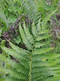 Image result for Dryopteris pentheri