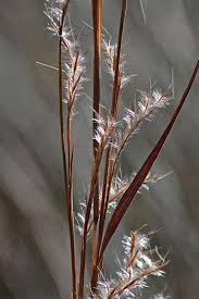 Image result for Schizachyrium jeffreysii
