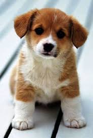 Pet beim führenden marktplatz für gebrauchtmaschinen kaufen. Pet Stores With Puppies For Sale Near Me Off 75 Www Usushimd Com