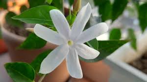 Image result for Jasminum breviflorum