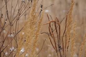 Culver S Root Indiangrass And More Native Plant Gardening Native Garden How To Attract Birds