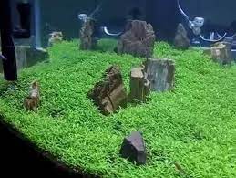 Bila anda tertarik untuk mengembangkannya maka pada artikel ini akan mengulas beberapa langkah yang perlu anda coba. Cara Menanam Dan Merawat Carpet Seed Aquascape Bibitbunga Com