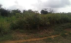 Proximite Abidjan Vers Corridor De Yopougon A Vendre 1 Terrain De 30 Hectares Chasseur Immobilier Agence Immobiliere Immobilier Locatif