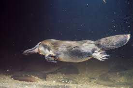 platypus facts duck billed platypuses monotremes