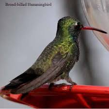 Birds That Lay Eggs On The Ground Ontario Broad Billed Hummingbird North American Birds Ccnab North America Hummingbird Pictures Hummingbird