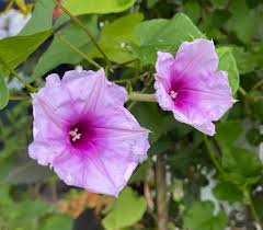 Image result for Ipomoea Lavender