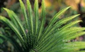 Image result for Pseudocyclosorus