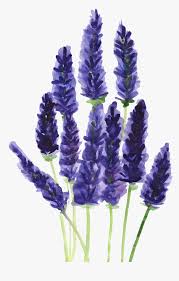 Flowers purple drawing hand drawn png image. Ftestickers Watercolor Flowers Report Abuse Lavender Drawing Watercolor Png Transparent Png Kindpng