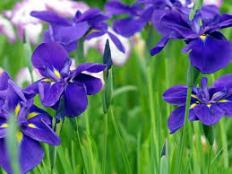 Polvere per profumieri, un fiore con foglie a spada, una polvere odorosa utilizzata in profumeria definizioni che puoi trovare nei cruciverba e che contengono la parola violetto: Significato Iris Significato Dei Fiori Conoscere Il Significato Dei Fiori L Iris